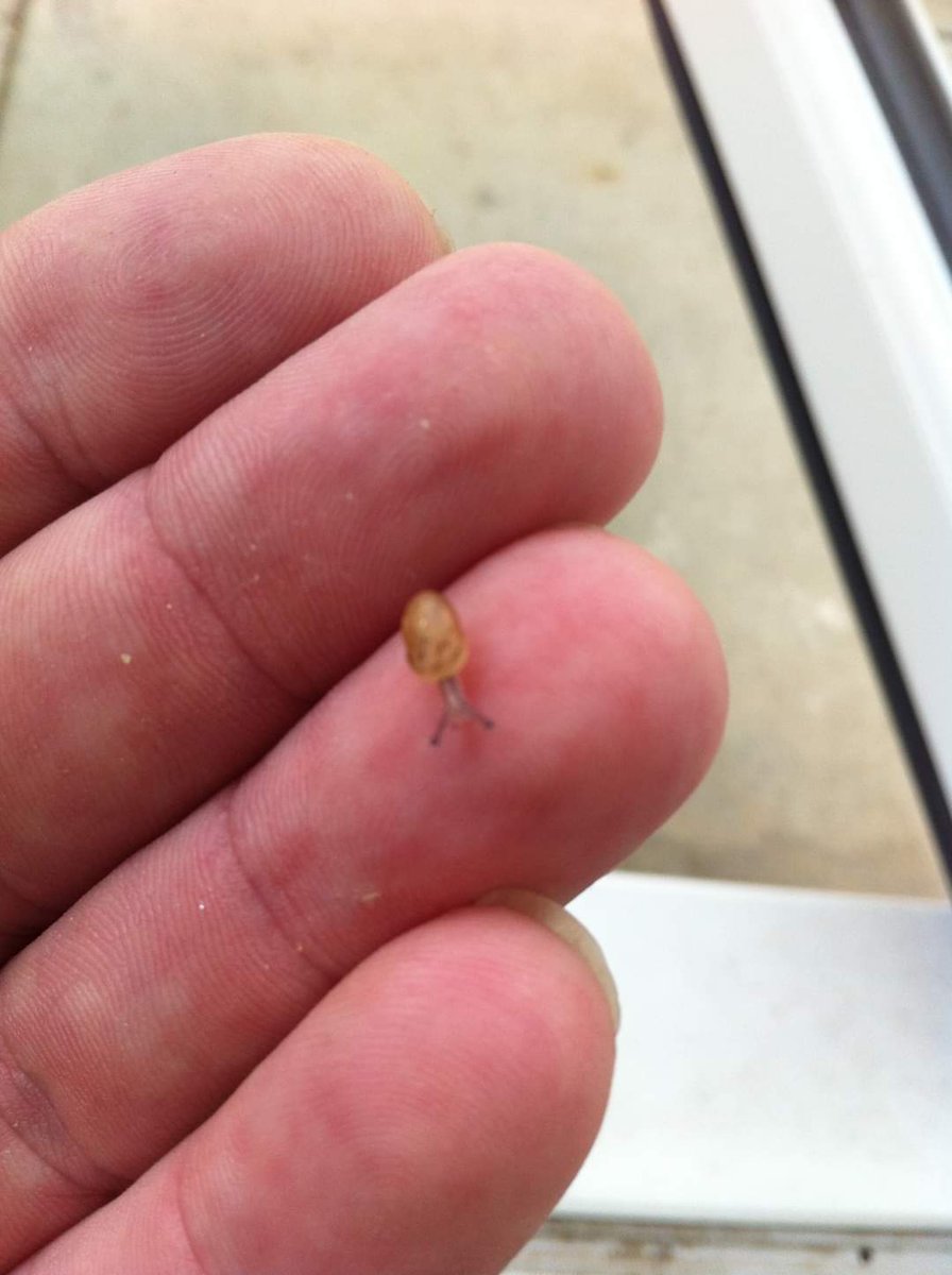 Dungdbvn's tweet photo. Baby Snail #eating #cute #animal #snail #eating #timelapse #cute #animal #pet #funny https://t.co/SCqjJjm8xc