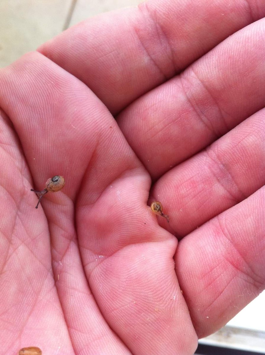 Dungdbvn's tweet photo. Baby Snail #eating #cute #animal #snail #eating #timelapse #cute #animal #pet #funny https://t.co/SCqjJjm8xc