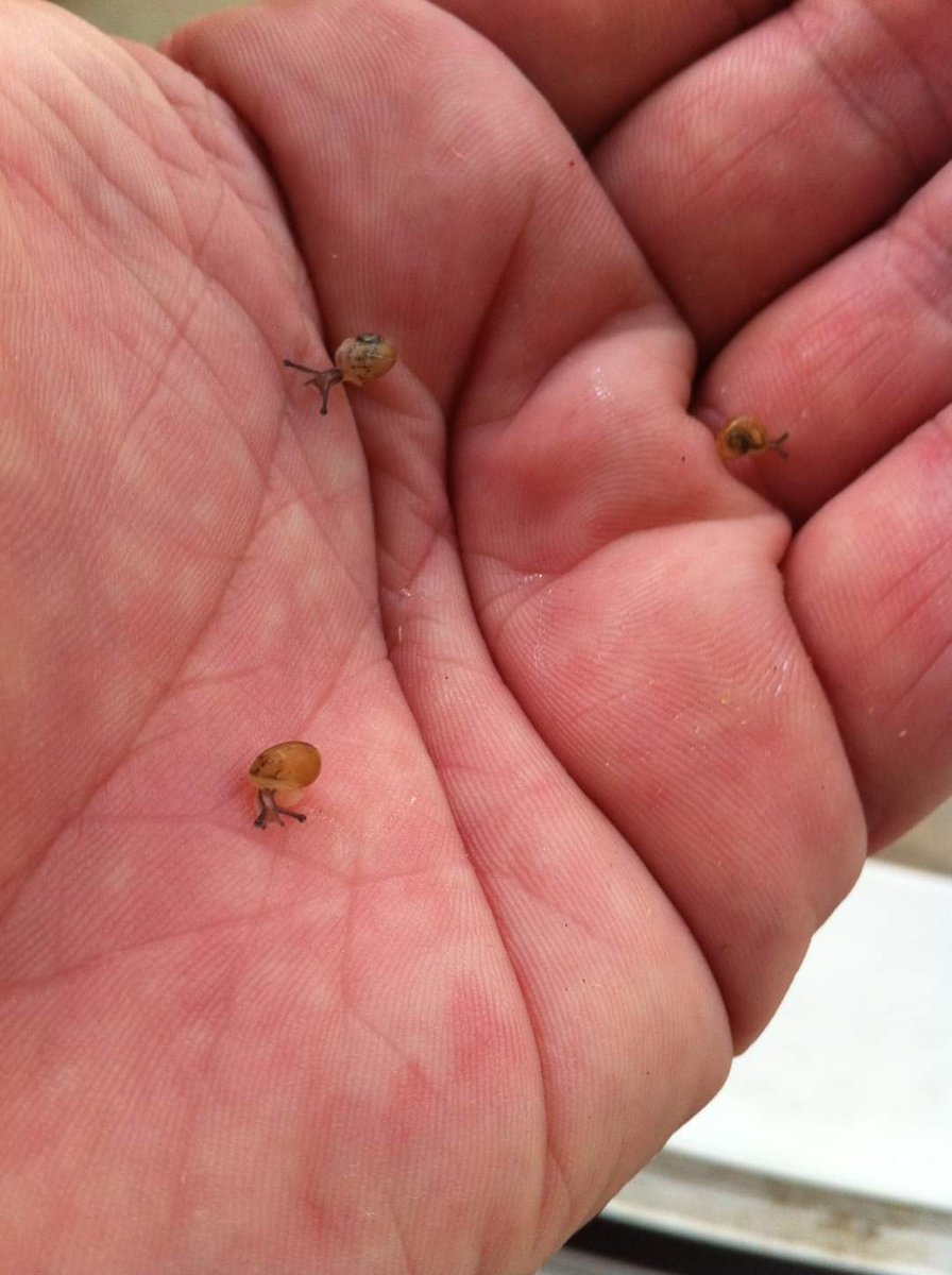 Dungdbvn's tweet photo. Baby Snail #eating #cute #animal #snail #eating #timelapse #cute #animal #pet #funny https://t.co/SCqjJjm8xc