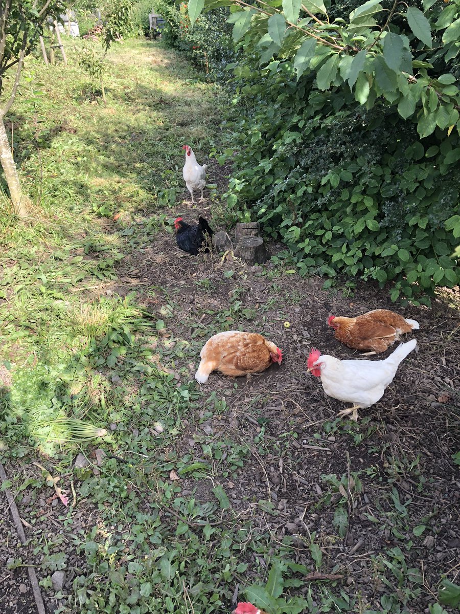 DTAScot's tweet photo. Out to visit Braehead & Broombridge Community Trust today near Stirling. Community garden which doubles as a social space for the community. I challenge any of our members to post a picture if they have grown a bigger pumpkin! #communitygarden #developmenttrust https://t.co/fIaydUNz45