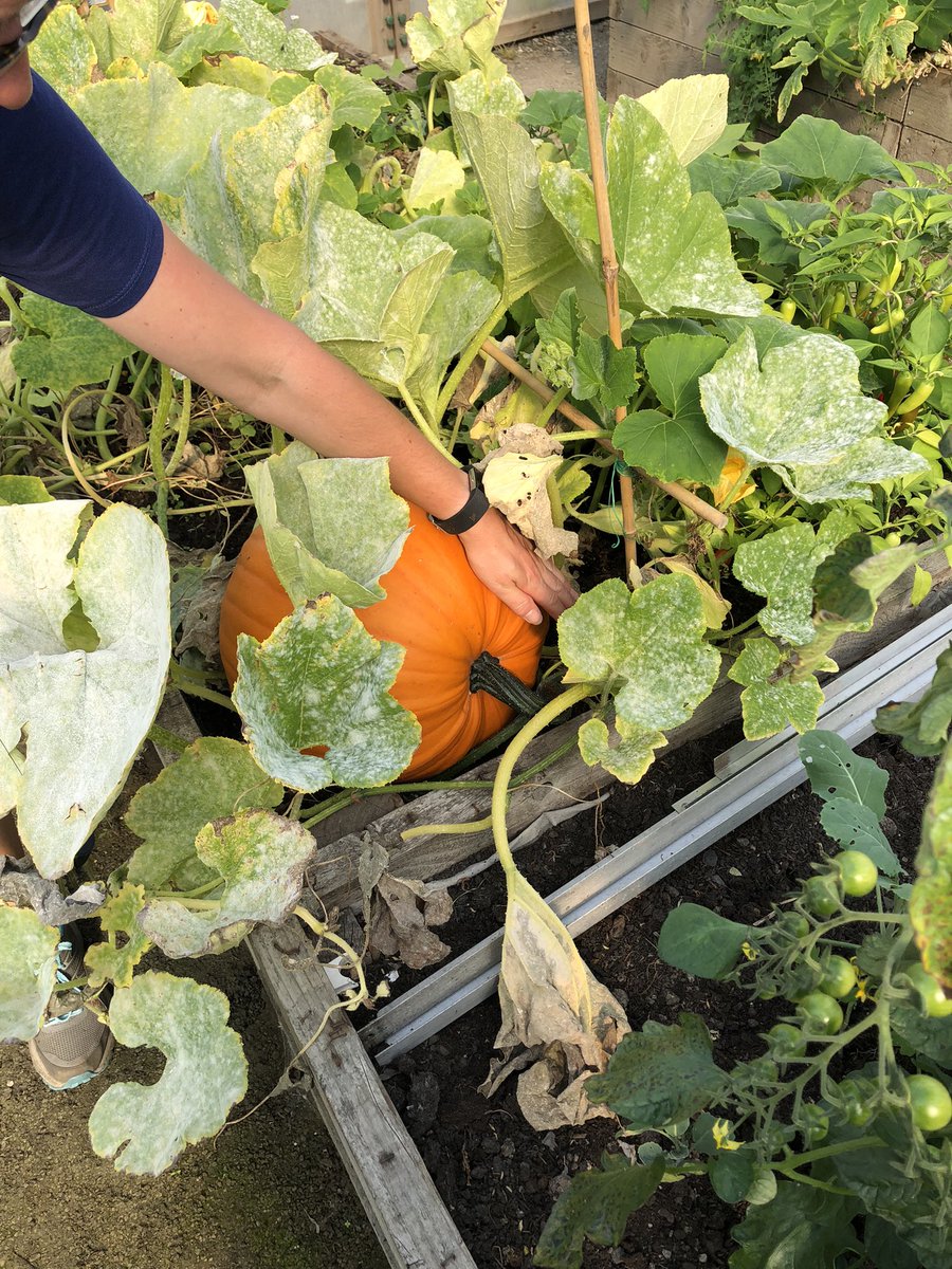 DTAScot's tweet photo. Out to visit Braehead & Broombridge Community Trust today near Stirling. Community garden which doubles as a social space for the community. I challenge any of our members to post a picture if they have grown a bigger pumpkin! #communitygarden #developmenttrust https://t.co/fIaydUNz45