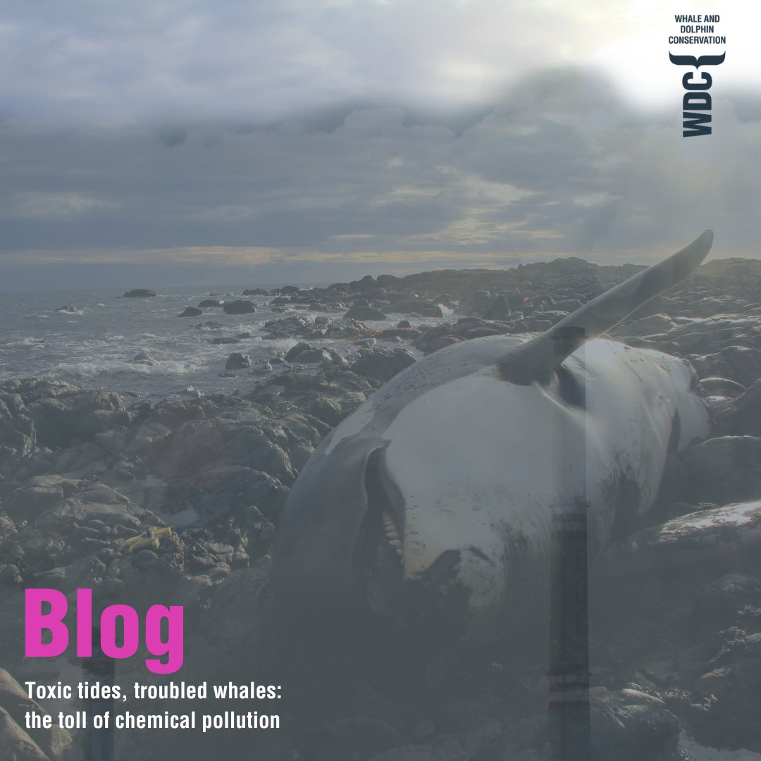 In last week's blog, we told you about the hurdles whales and dolphins face on their migratory journeys. This week, following the release of our new report, WDC's marine pollution coordinator <a href="/Pindelinde/">Pine Eisfeld-Pierantonio</a>  delves into a hidden danger - chemical pollution and its toll on these