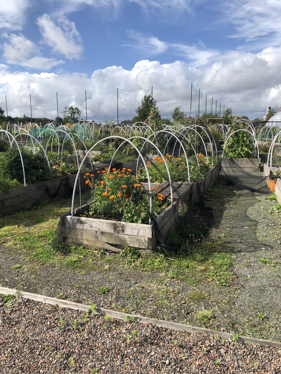 DTAScot's tweet photo. Out to visit Braehead & Broombridge Community Trust today near Stirling. Community garden which doubles as a social space for the community. I challenge any of our members to post a picture if they have grown a bigger pumpkin! #communitygarden #developmenttrust https://t.co/fIaydUNz45