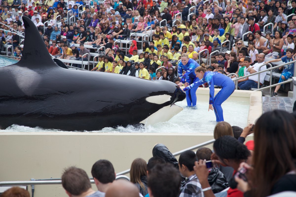 peta's tweet photo. It’s obvious where Corky belongs.

Her family is likely still waiting for her in the ocean—tell #SeaWorld to send her to a seaside sanctuary ASAP before she suffers the same fate as Lolita 💔 https://t.co/TiWHPLDlOu https://t.co/qWDQpxQ92d