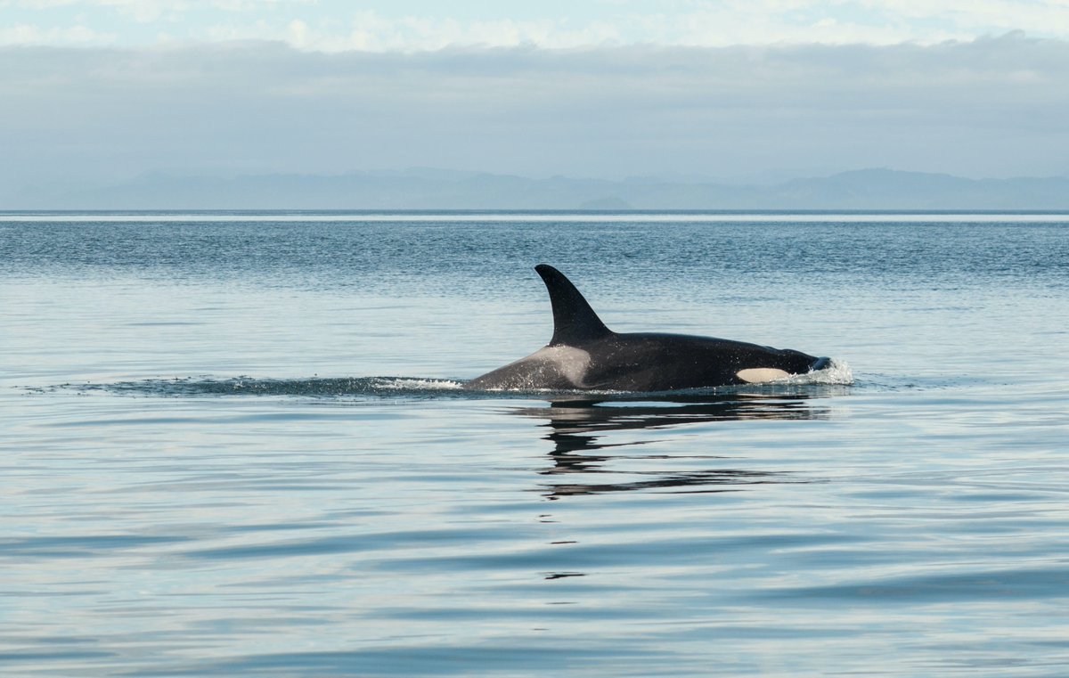 peta's tweet photo. It’s obvious where Corky belongs.

Her family is likely still waiting for her in the ocean—tell #SeaWorld to send her to a seaside sanctuary ASAP before she suffers the same fate as Lolita 💔 https://t.co/TiWHPLDlOu https://t.co/qWDQpxQ92d