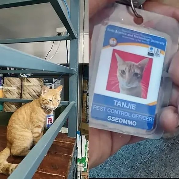 Why you should have a cat (@shouldhavecat) on Twitter photo 