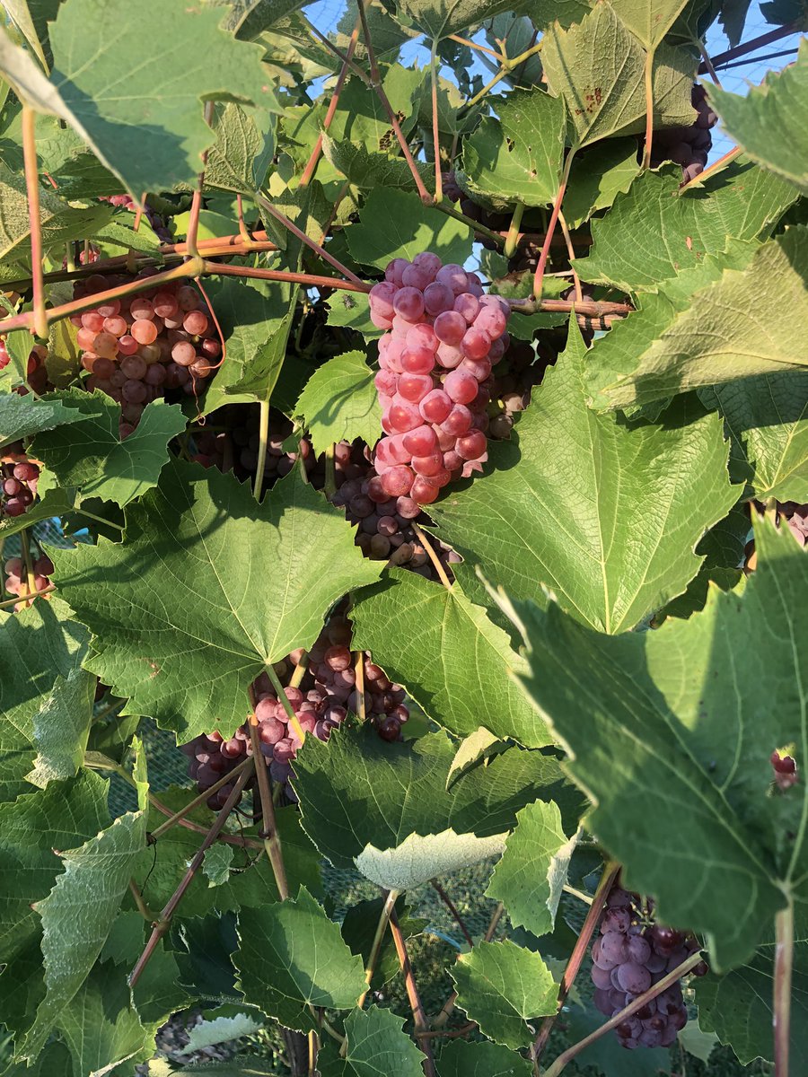 We beat the heat this morning to harvest table grapes at the West Madison Ag Station. The greatest vine produced 31.9lb of grapes🍇 We are amazed with the harvest given the early season damage!