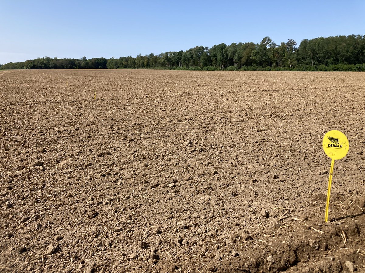1er essai #colza <a href="/DEKALB_FR/">DEKALB-FieldView by Bayer France</a> semé 🌱aujourd’hui dans l’Aisne dans de très bonnes conditions : fraîcheur, terres fines et bon rappuyage ✅👌 #ceuxquifontlesessais