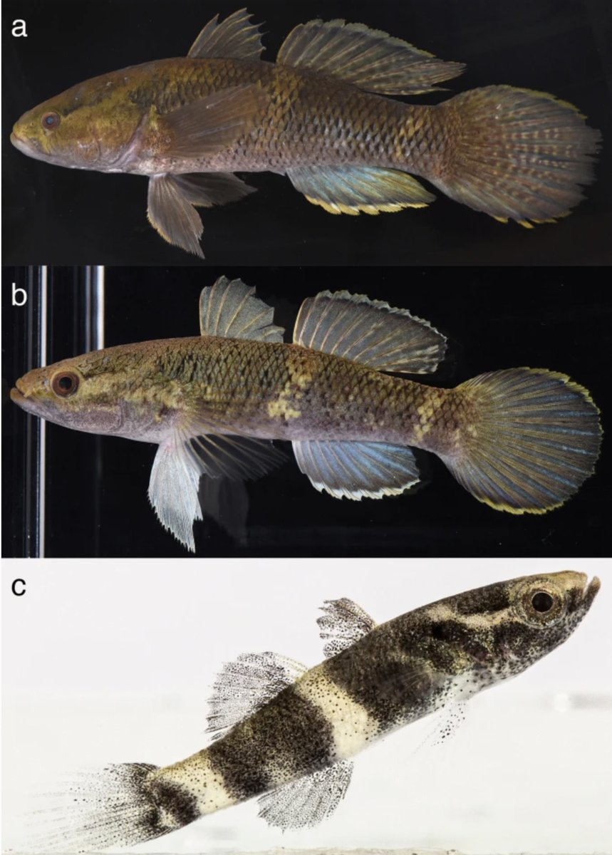 Today at GenBank: sequences from 'The genus Ophiocara (Teleostei: Butidae) in Japan, with descriptions of two new species' courtesy of Kobayashi & Sato in Ichthyological Research. Shown below is #newspecies O. gigas, the 'giant mud gudgeon.' link.springer.com/article/10.100…