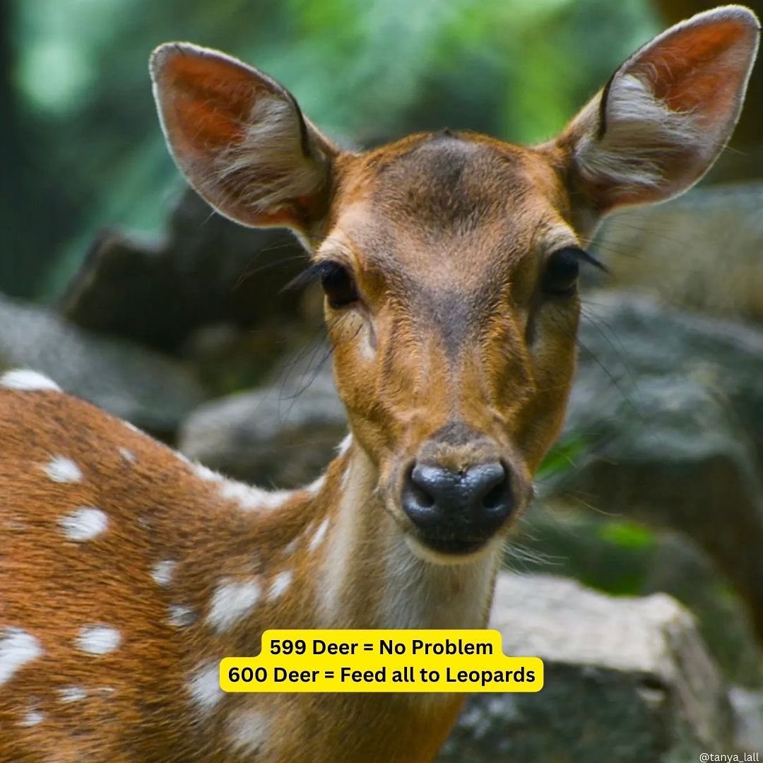 Dumping captive protected wildlife species into leopard habitat = #animalcruelty. Leopards already eating black buck trapped in a fence at Asola. #wildlife #hunting @ParveenKaswan @PhaedraXTeddy @being_nimal @PetaIndia