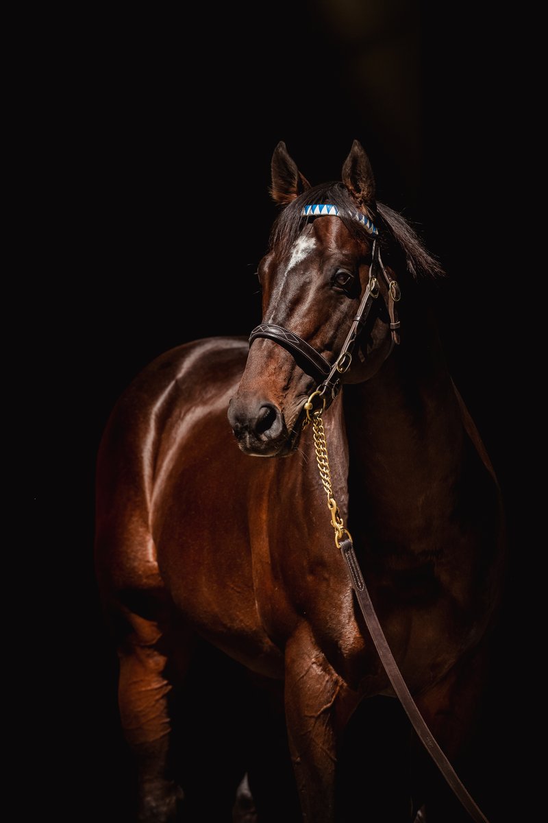 DarleyEurope's tweet photo. #DidYouKnow all three juvenile races @fgdeauville today were won by @DarleyEurope stallions, all of whom have been excelling recently with their 2021 crops!🏇

🥇Mount Vernon (#NightOfThunder)
🥇Valdivara (#BluePoint)
🥇Luiza Bere (#Territories)

#BiggestNamesInTheBusiness https://t.co/hxCn8qXeHJ