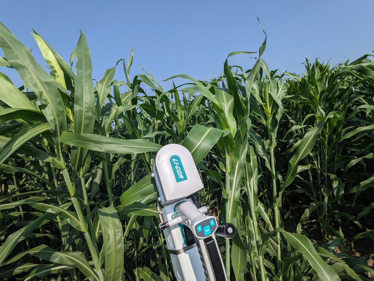Andrew Leakey (@leakey77) on Twitter photo Enjoying time out of the office and in the field measuring photosynthesis and WUE in oil-sorghum as part of collaborative <a href="/CABBIbio/">CABBI</a> research with <a href="/TEClemente1/">Tom Elmo Clemente</a> <a href="/ecahoon2/">Ed Cahoon</a> DKLee <a href="/Balasaheb4u/">Balasaheb</a> <a href="/vspathare19/">Dr Varsha S. Pathare</a> <a href="/sanbonChakaGosa/">sanbon Chaka Gosa</a> Enjoying time out of the office and in the field measuring photosynthesis and WUE in oil-sorghum as part of collaborative <a href="/CABBIbio/">CABBI</a> research with <a href="/TEClemente1/">Tom Elmo Clemente</a> <a href="/ecahoon2/">Ed Cahoon</a> DKLee <a href="/Balasaheb4u/">Balasaheb</a> <a href="/vspathare19/">Dr Varsha S. Pathare</a> <a href="/sanbonChakaGosa/">sanbon Chaka Gosa</a>