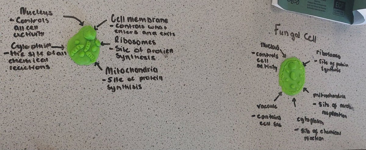 OLHSMotherwellScientists tweet media