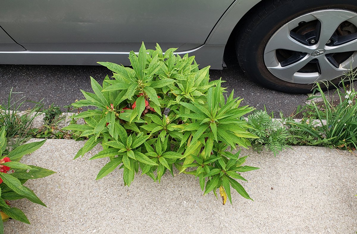 concretebotany tweet media