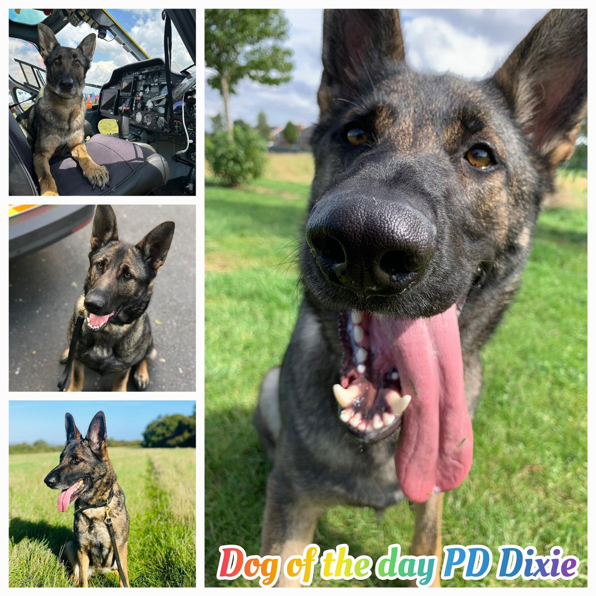 National K9 Memorial tweet media