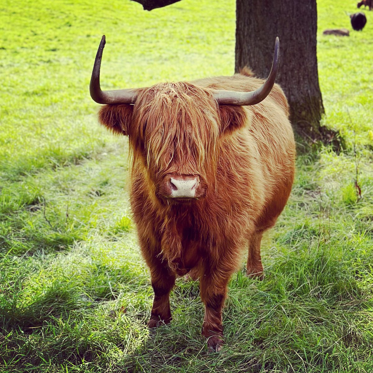 JustinDoesBlog's tweet image. Dear reader, you have no idea the lengths it took to get this photo. #JustinDoesScotland #JustinDoesTheUK #HighlandCows