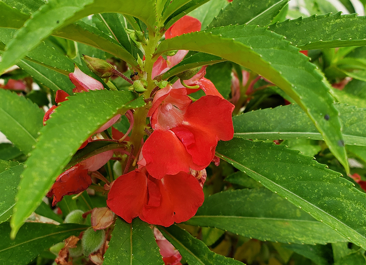 concretebotany tweet media