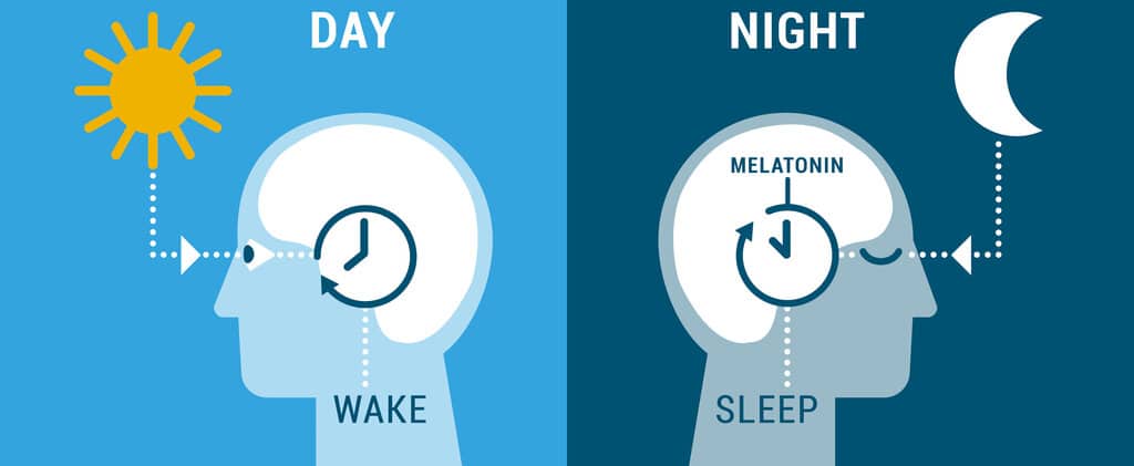 noomii's tweet photo. What is Circadian Rhythm, and how can you achieve a Mind-body Connection with its use?

https://t.co/F6ErOGzE33

Thanks to Coach Sakshi Singhania (https://t.co/pjb1Vioc0r) for sharing this article and picture!

#mind #body #circadian https://t.co/zZmuJyRVh8 https://t.co/DRCZ3VhIk5