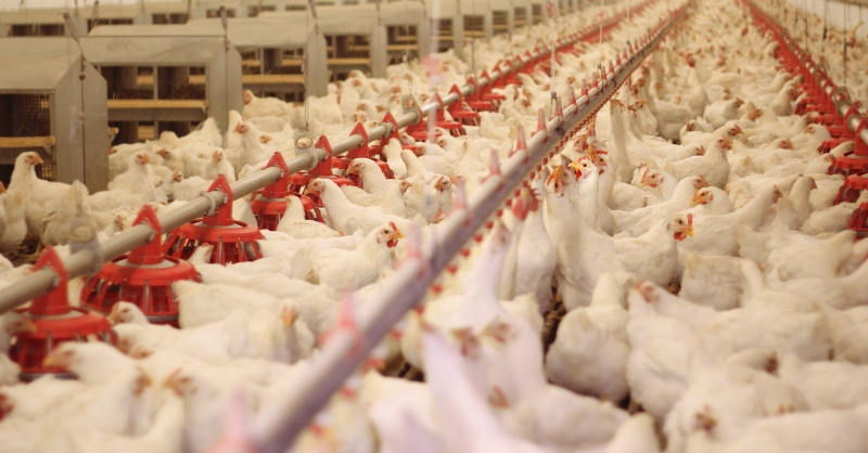 FarmsPrairies's tweet photo. Enhancing #animal welfare in #EggFarming is crucial.
@EFA_AB_eggs collaborated with the @UAlberta to develop a Welfare Quality Handbook for #EggFarmers.
Discover how they ensure happier #hens with improved management techniques ⏬
#Livestock #Poultry #Egg #WestCdnAg #Chicken