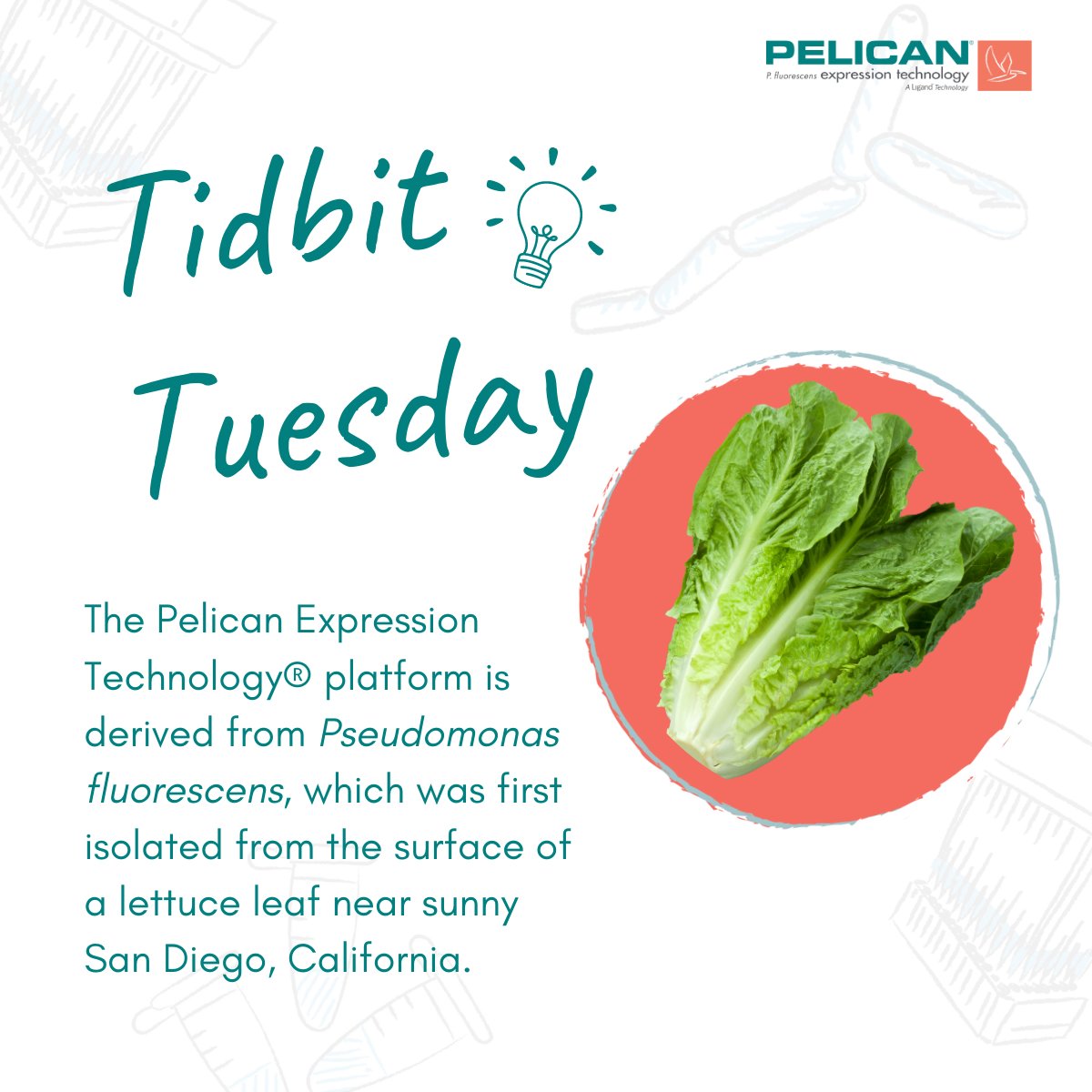 PelicanExpTech's tweet photo. Ever wondered where the Pseudomonas fluorescens strain used to power our Pelican Expression Technology® originated? 

#PelicanExpressionTechnology #ProteinExpression #TidbitTuesday https://t.co/hz36XYlLnq