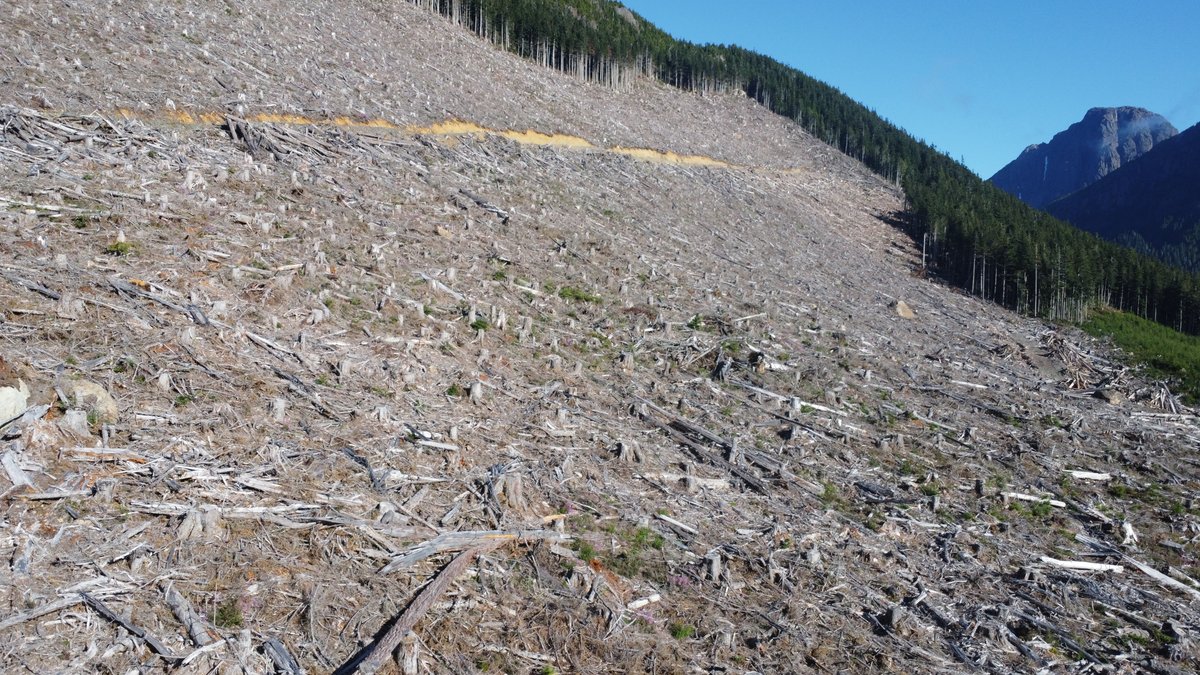 TorranceCoste's tweet photo. This is almost 40 hectares of recently logged old-growth forest on a ridge in Ma'amtagila territory, so-called northern Vancouver Island.

Despite promising to save these forests, the @bcndp regularly permits their destruction.

Learn more here:

https://t.co/xGu9rI8Yo9 #bcpoli https://t.co/7pl3vqQhN0