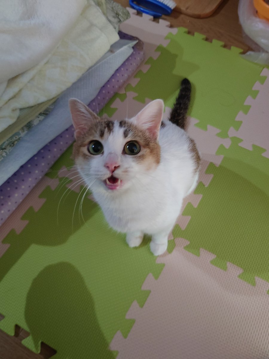 ゆっこし tweet media