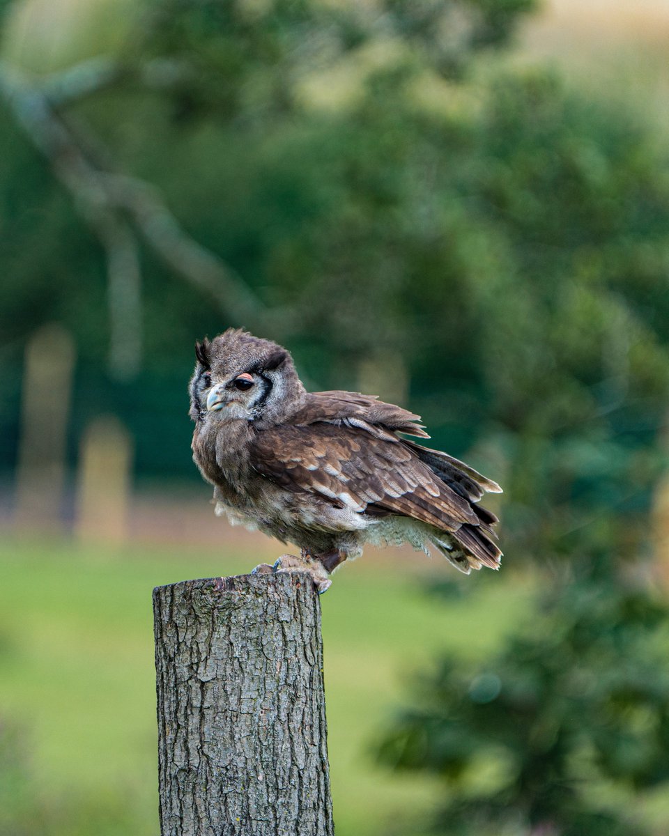 🦉 Early bird ready for take-off.
Our early bird ticket sales will end Sunday evening. ⚠
As of Monday evening we will start announcing presenters 🎉
#atbru #agiletourbrussels
Make sure to buy your ticket for the 27th of October tickettailor.com/events/agileto…

#agileconference #agile