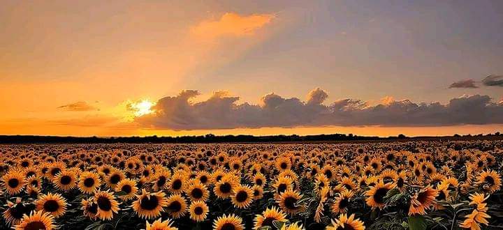 iSweethearts's tweet photo. La belleza de un amanecer en el campo de girasoles.🌻💙 https://t.co/H5xyhhA71a