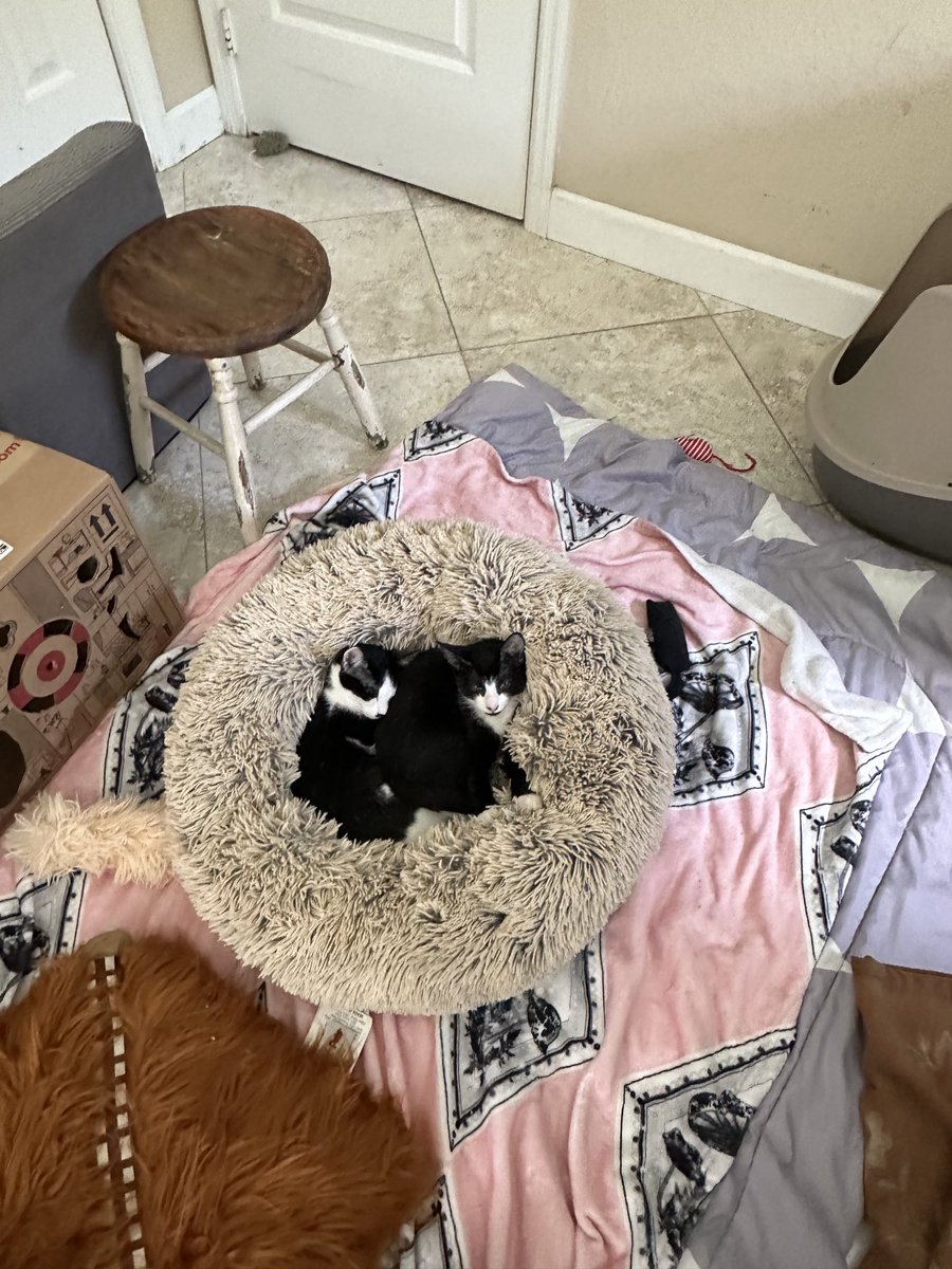 BonneHellcat66's tweet photo. Billie and Sailor snuggling in their donut. I love these little ones to the moon and back🖤🤍🚀🌖 #XCats #CatsOfX #XKittens #KittensOfX #AdoptDontShop https://t.co/q0l8qRUKIE