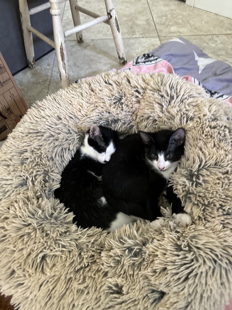 BonneHellcat66's tweet photo. Billie and Sailor snuggling in their donut. I love these little ones to the moon and back🖤🤍🚀🌖 #XCats #CatsOfX #XKittens #KittensOfX #AdoptDontShop https://t.co/q0l8qRUKIE