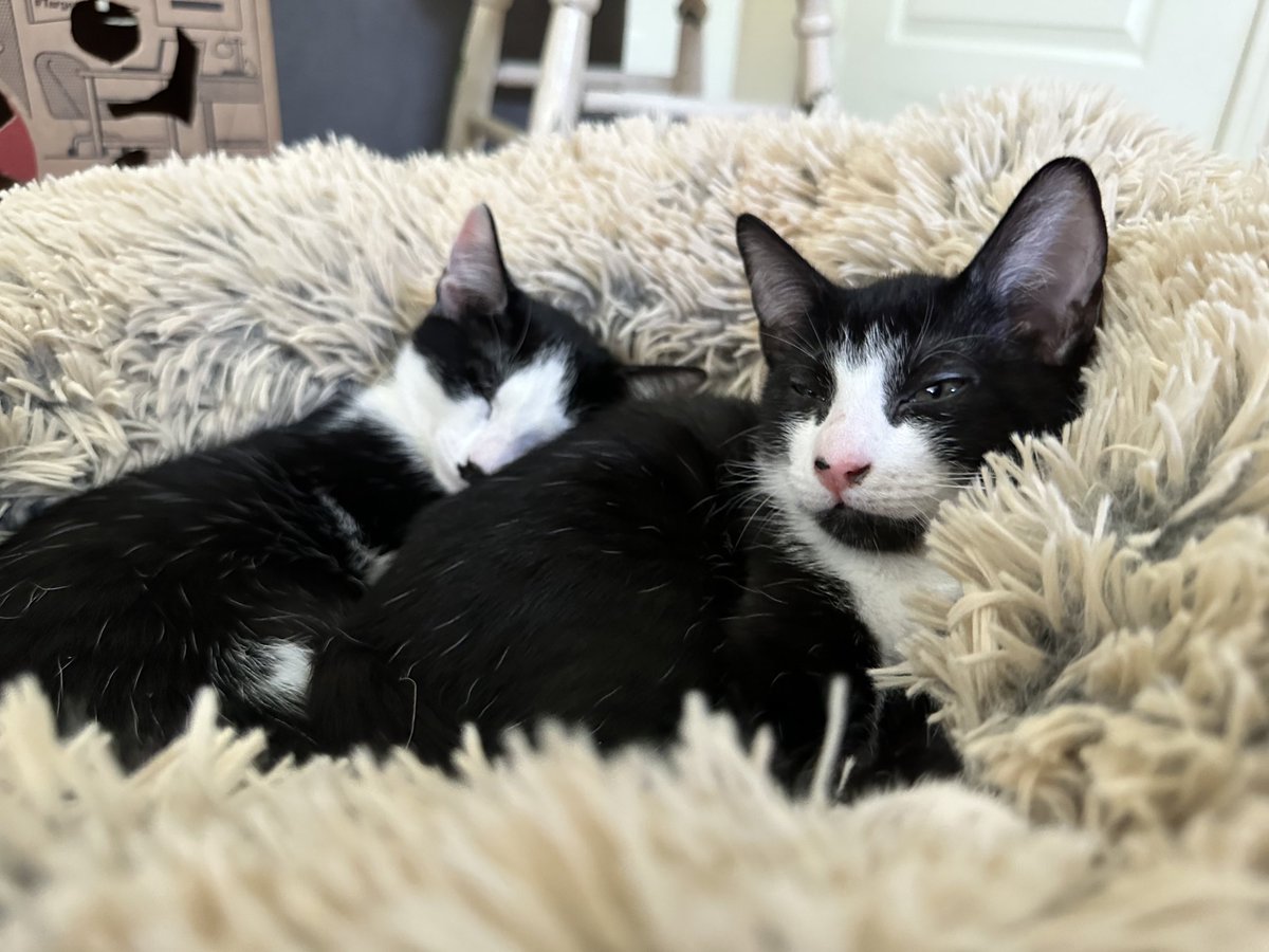 BonneHellcat66's tweet photo. Billie and Sailor snuggling in their donut. I love these little ones to the moon and back🖤🤍🚀🌖 #XCats #CatsOfX #XKittens #KittensOfX #AdoptDontShop https://t.co/q0l8qRUKIE