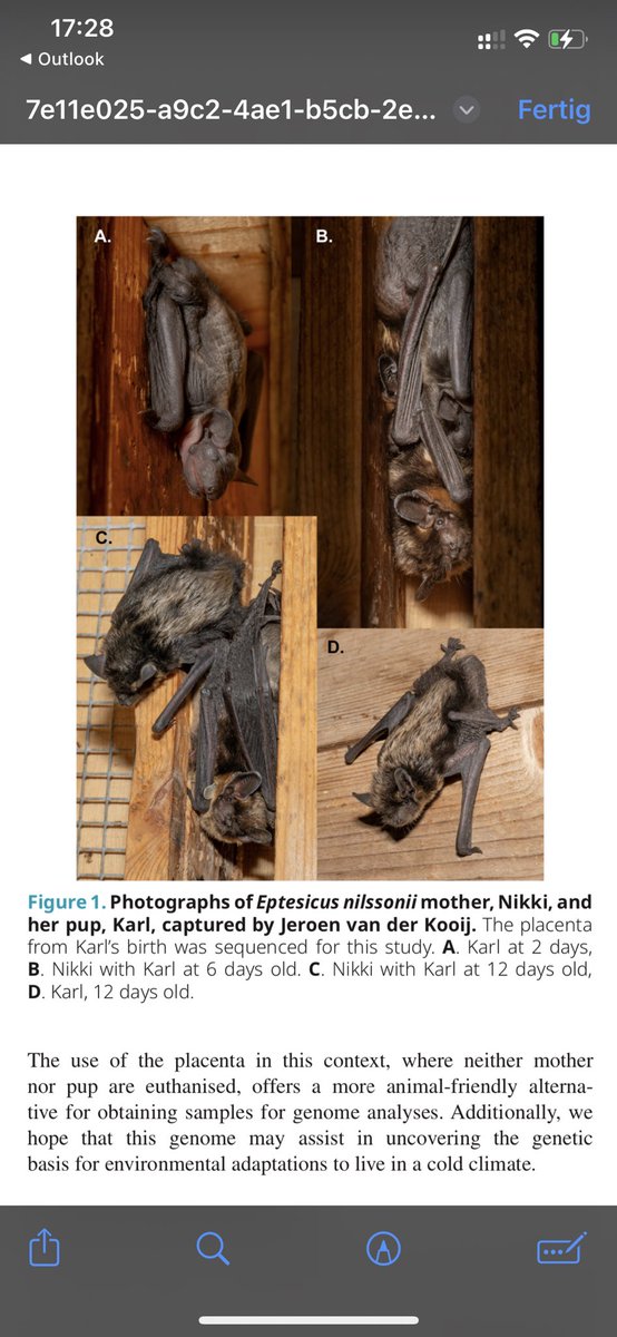 Bat1k Genome Project tweet media