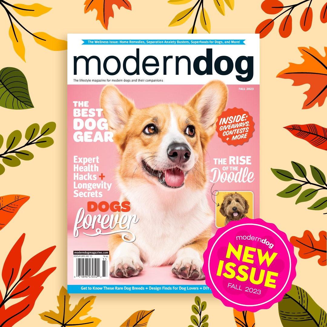 ModernDogMag's tweet image. Our Fall 2023 issue is here! Find some of the best #doggear, learn more about rare dog breeds, bust #separationanxiety, and discover the best #caninelongevity hacks. 🐶🐾🍂

Order now: subscriptions.moderndogmagazine.com/subscribe/DOGU… #moderndog #dogs #magazine

Cover 📷️: GoodWolf Studio