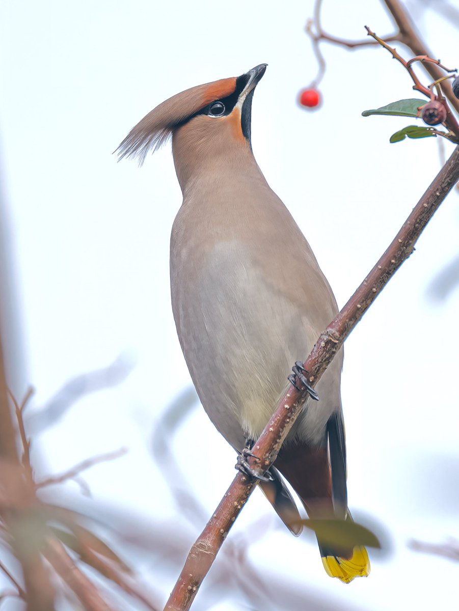 Jeff’s Wildlife Photography tweet media