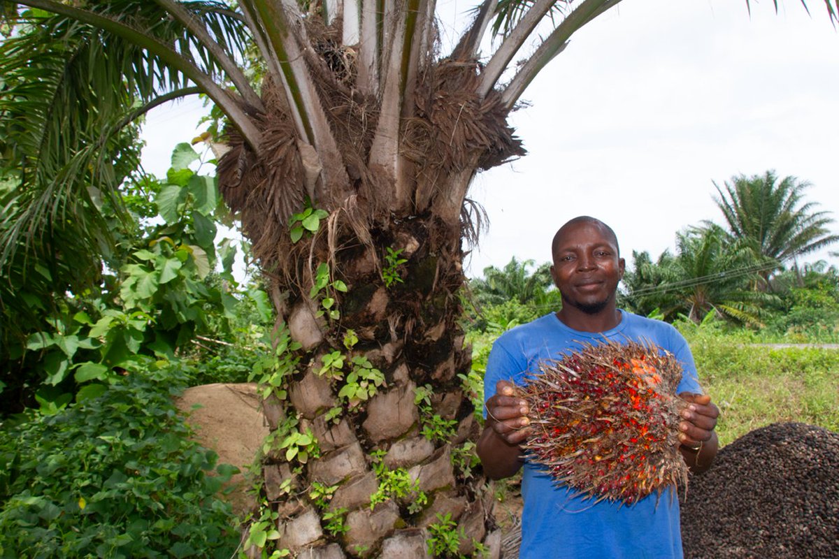 Solidaridadnetw's tweet photo. Jacob Overt knew he had the resources needed to gain financial freedom on his oil palm farm, but he lacked the skills to max his potential.
The #NISCOPS program has helped him produce sustainably & profitably.
Read more
https://t.co/yp9FtUiGeQ https://t.co/vEO3W9xkJ7