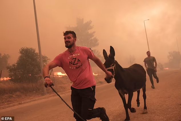 daphnetoli's tweet photo. A man captured rescuing animals from the #wildfires in Fyli (Hasia) 14 km northwest of #Athens. https://t.co/xnt9mSoMiU