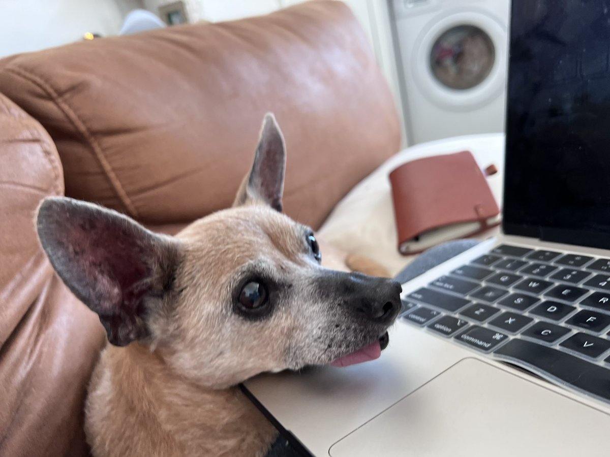 Juniper Bear and the Couch Potatoes tweet media