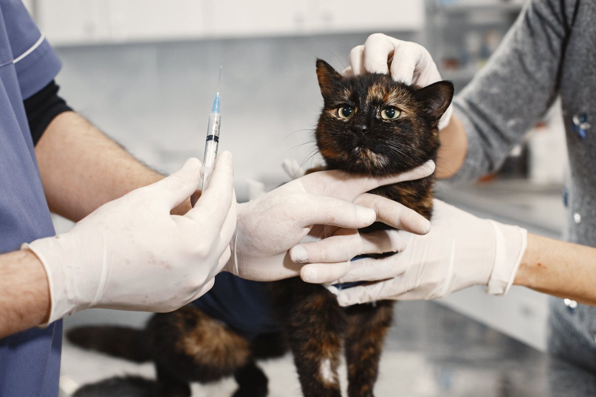 🐱🏥 Celebrating National Take Your Cat to the Vet Day with heartfelt thanks to our fellow veterinarians! Your expertise ensures feline friends get top-notch care. Happy #TakeYourCattotheVetDay from Medicom! 💙 #Veterinarians #CatCare #PrideInProtecton