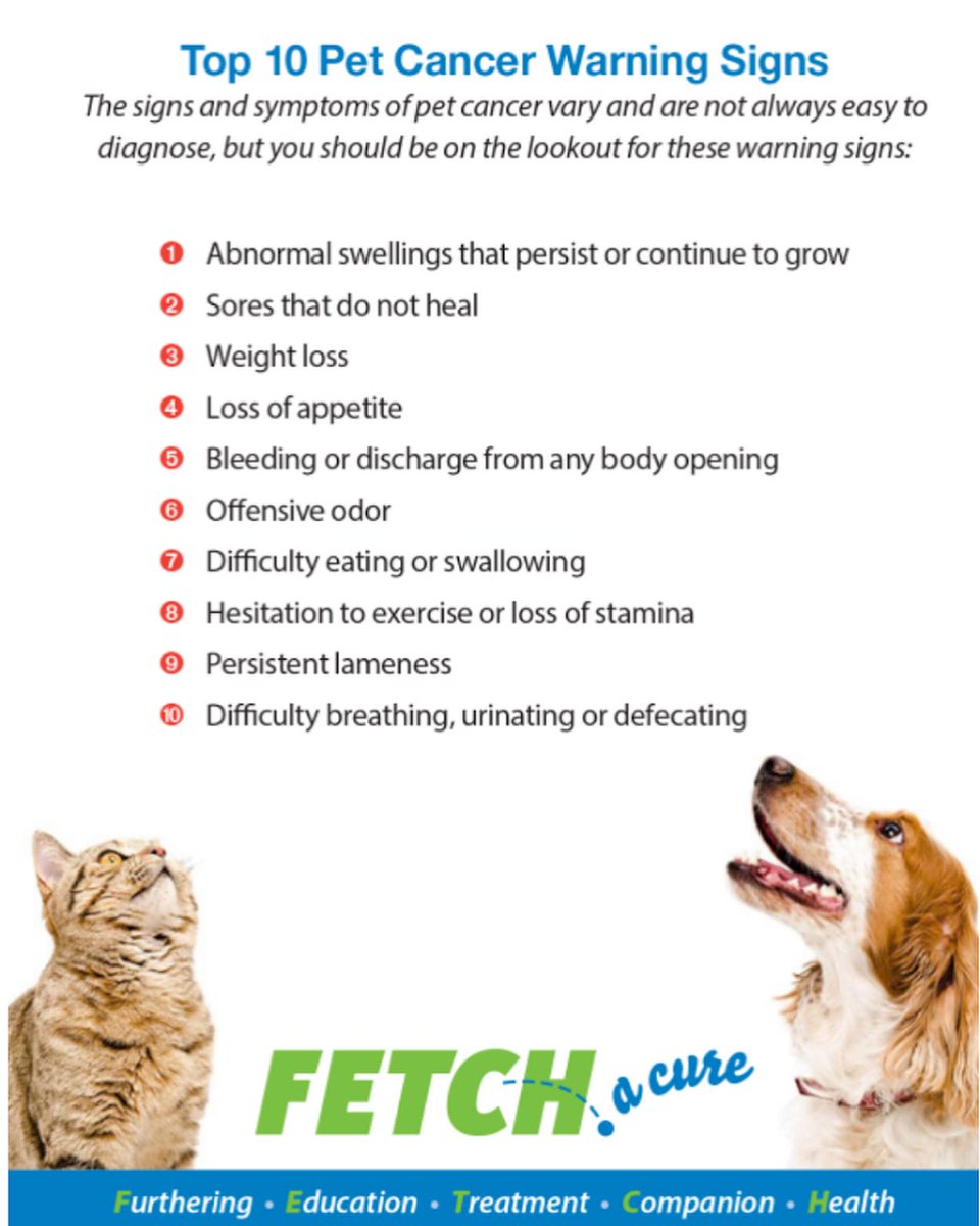 It’s National Take Your Cat to the Vet Day! Routine vet visits are so important for our feline friends since they help keep cats up to date on vaccines and enable you to detect any health issues that may be developing before it’s too late.