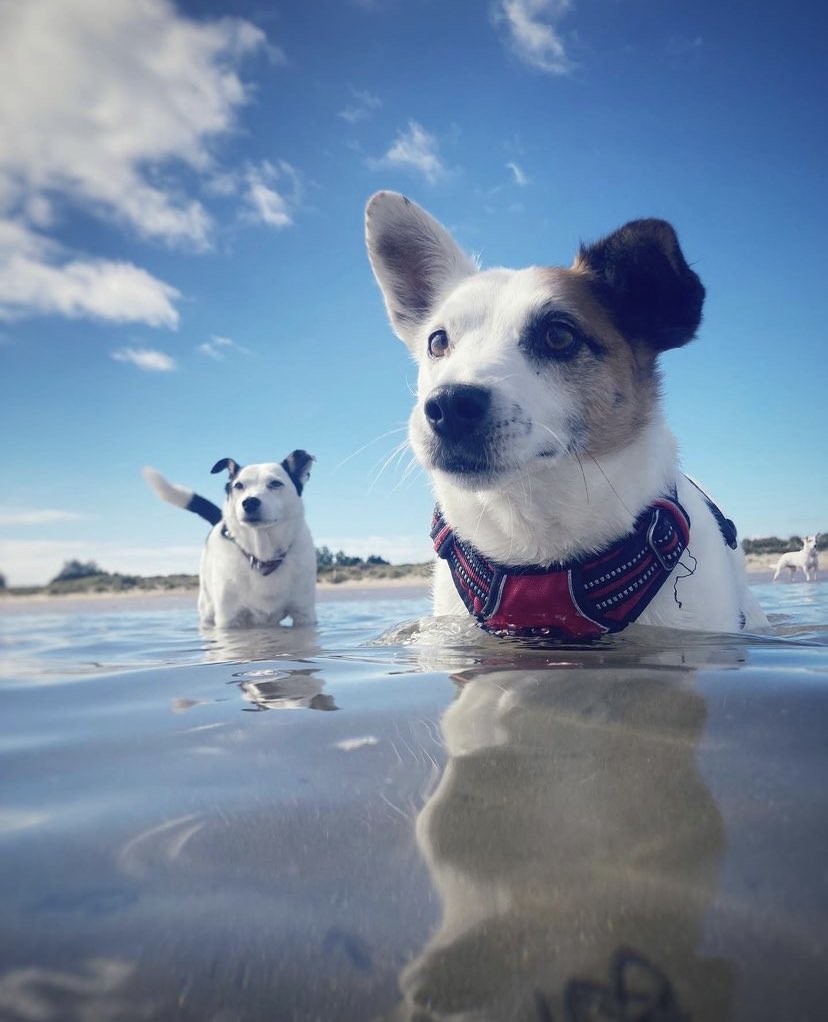 _trevornolan's tweet photo. @unaminhkavanagh This is Archie with his friends Gio and— hiding away from the water— Polly. https://t.co/jRXOwAX77C