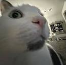 GreenOrEmerald's tweet photo. Boo, Rawr, Did you get scared? yeah you did, I know you did. https://t.co/LtYaK3DCwU
