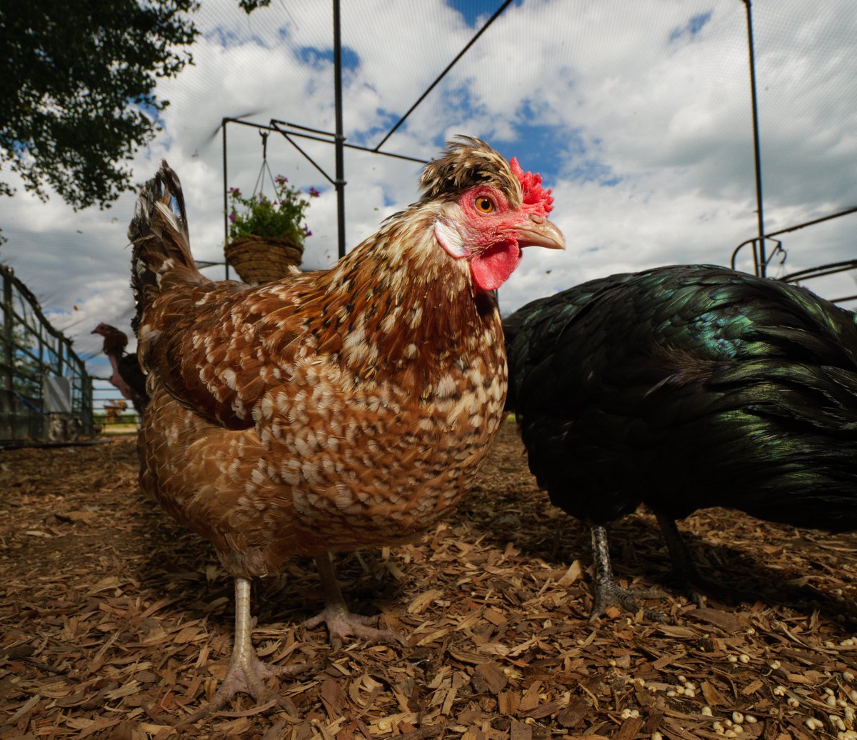 In summer's warmth, a chicken's found,
In shady comfort, cool and sound.

(retweet to send a snack live.ourchickenlife.com)