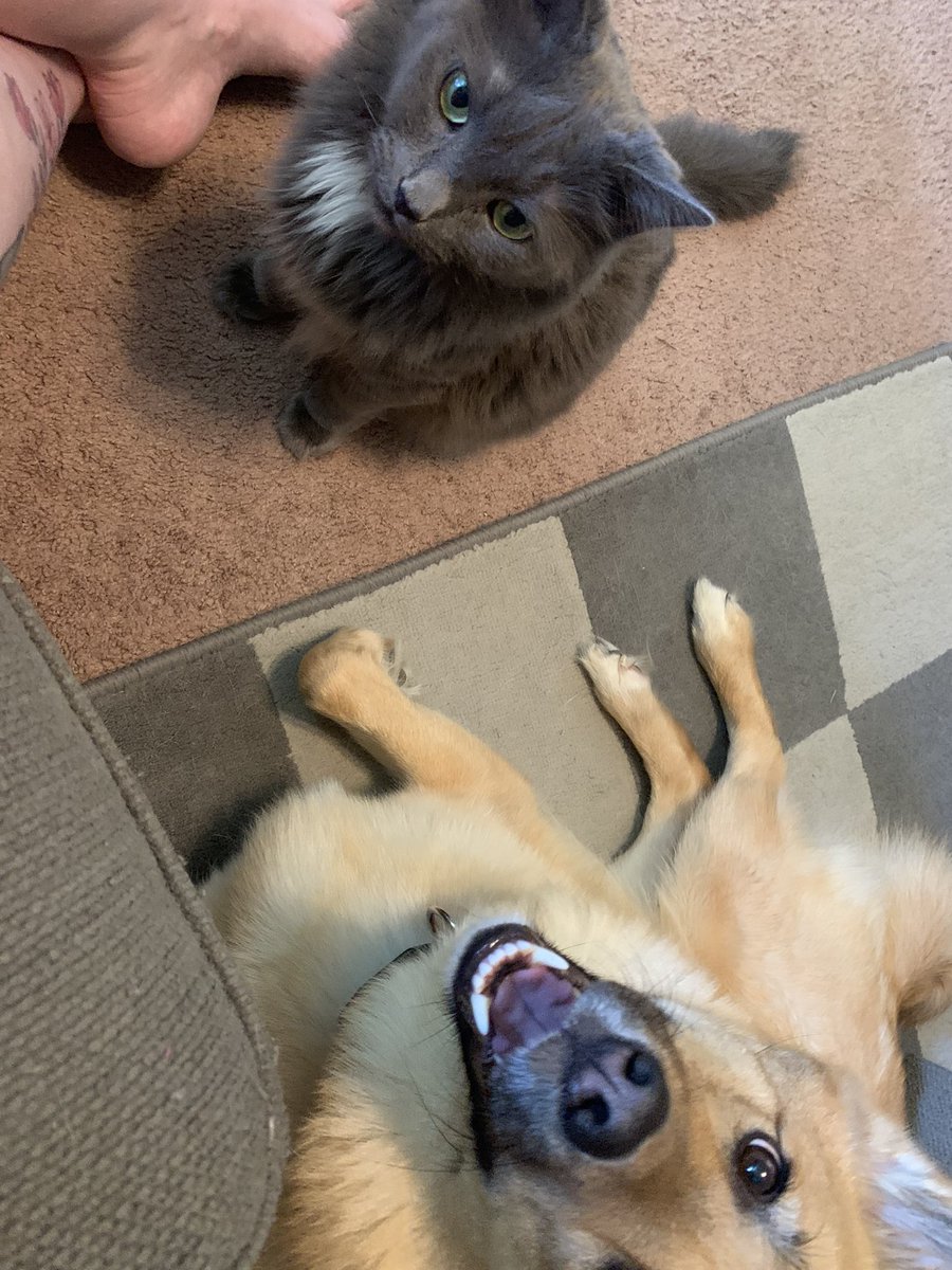 🌸Ashwolves5🌸 tweet media