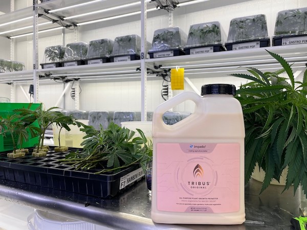 MMJ_Daily tweet media