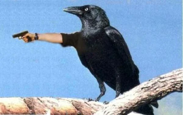 .<a href="/mpadilla1994/">ExcrazeVGC</a> and Crowstorm picked up a dominant 2-0 over <a href="/mintgaminglol/">MINT Gaming</a> in <a href="/MetaShiftGG/">MetaShift League</a> last night!

Pic related.