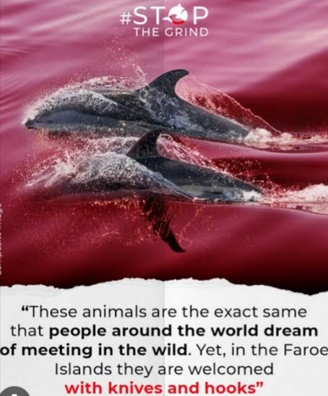 #StopTheGrind
#DontVisitTheFaroeIslands
#NoMoreHunts
The cruelty is truly unbelievable, Unethical, Unthinkable, our cetaceans never asked for this. only man