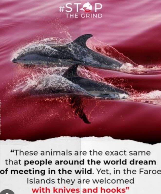 janischshane's tweet photo. #StopTheGrind
#DontVisitTheFaroeIslands
#NoMoreHunts
The cruelty is truly unbelievable, Unethical, Unthinkable, our cetaceans never asked for this. only man https://t.co/LesfjT5eHx
