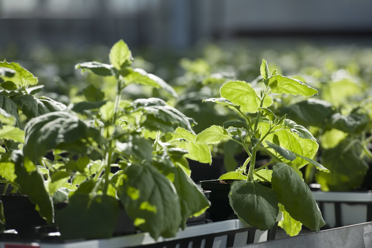 PlantForm Corp. (@plantformcorp) on Twitter photo Press Release: U.S. Patent Office allows <a href="/PlantFormCorp/">PlantForm Corp.</a>'s patent application for novel approach to boost yields of plant-based protein products
Full release:
plantformcorp.com/news-detail.as…
#biopharmaceutical #antibodytherapeutics #innovation Press Release: U.S. Patent Office allows <a href="/PlantFormCorp/">PlantForm Corp.</a>'s patent application for novel approach to boost yields of plant-based protein products
Full release:
plantformcorp.com/news-detail.as…
#biopharmaceutical #antibodytherapeutics #innovation