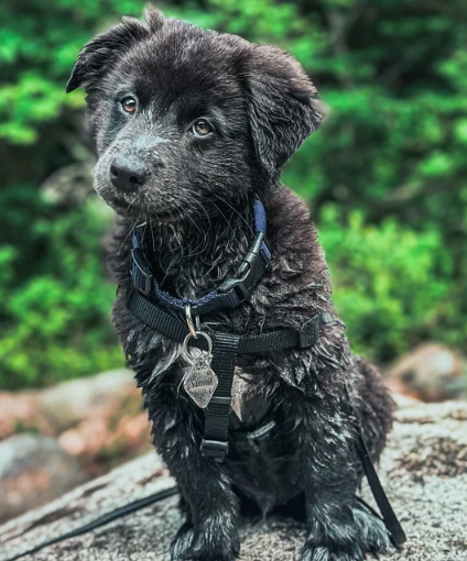 PetANtastic's tweet photo. This little angel is the sweetest thing ever😍

The perfect way to start our Tuesday Morning 🌞

#pettastic #petantastic #smallbusiness #happy #tuesday https://t.co/LJ6IB8tLtL