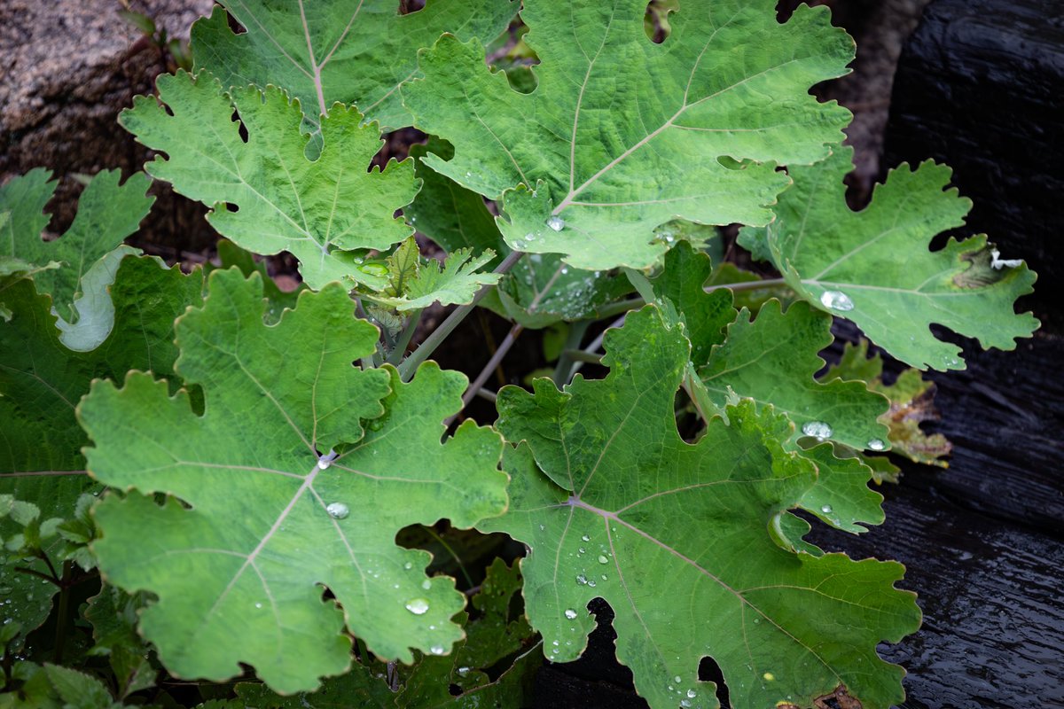 _pr____'s tweet image. ⛰🌧